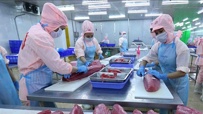 Nguồn: TTXVN Xuất khẩu cá ngừ khó cán mốc “tỷ đô”