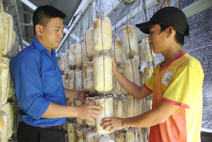 Người dân ở xã Đức Bình Tây (huyện Sông Hinh) vay vốn giải quyết việc làm để trồng nấm. Ảnh: Lê Hảo Tiết kiệm nhỏ, lợi ích lớn -0
