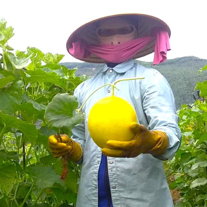 Phân bón Phú Mỹ được dùng trên nhiều loại cây có giá trị kinh tế cao, khó trồng và khó chăm sóc như dưa hấu, dưa lê vỏ vàng, dưa lưới... Ảnh: PVFCCo Mang đến miền Trung – Tây Nguyên mùa bội thu từ cây dưa và sầu riêng -0