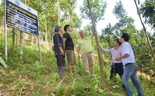 Các chuyên gia hướng dẫn nông dân chăm sóc cây Quế Yên Bái: Không chỉ thoát nghèo, còn trở thành tỷ phú -0