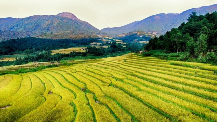 Hội mùa vàng sẽ trở thành sản phẩm du lịch đặc trưng của huyện Bình Liêu, Quảng Ninh Hội mùa vàng sẽ trở thành sản phẩm du lịch đặc trưng của huyện Bình Liêu, Quảng Ninh (Ảnh: Báo Quảng Ninh