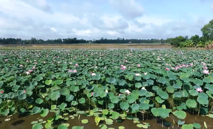 Ngắm những cánh đồng sen rực hồng tại Đồng Tháp ảnh 3 Tháng năm về, ngắm cánh đồng sen rực hồng tại Đồng Tháp -0