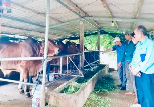 Nhiều mô hình kinh tế hiệu quả đã phát huy thiết thực trong công tác giảm nghèo - Ảnh: K.S Nhiều mô hình kinh tế hiệu quả đã phát huy thiết thực trong công tác giảm nghèo - ẢNH K.S