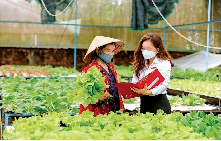 Agribank có những đóng góp quan trọng trong phát triển kinh tế nông nghiệp, nông thôn. Nguồn:ITN Agribank nỗ lực góp phần phát triển kinh tế tập thể -0