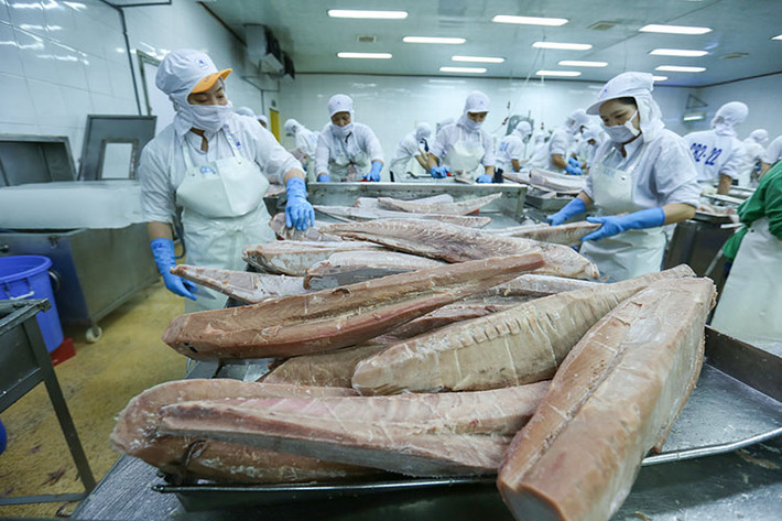 Chuyển hướng xuất khẩu cá ngừ sang thị trường ngách ảnh 1 Xuất khẩu cá ngừ kỳ vọng phục hồi vào nửa cuối năm 2023