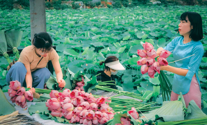 Làm sống dậy vùng sen hồ Tây nức tiếng ảnh 1 Ảnh: Vương Lộc