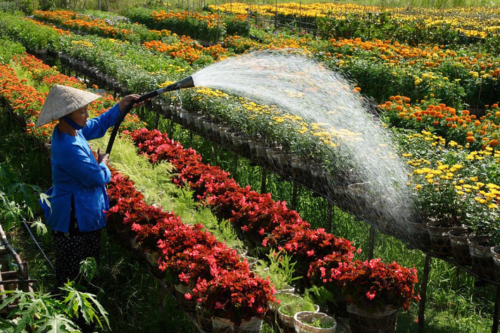 Nguồn vốn Agribank giúp người dân Sa Đéc phát huy kinh tế làng nghề Nguồn vốn Agribank giúp người dân Sa Đéc phát huy kinh tế làng nghề