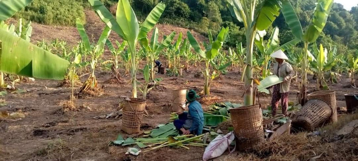 Bà con tiếp tục nhân rộng diện tích trồng chuối lấy lá. Lấy sức mạnh của dân để làm lợi cho dân ở huyện miền núi biên giới Nghệ An -0