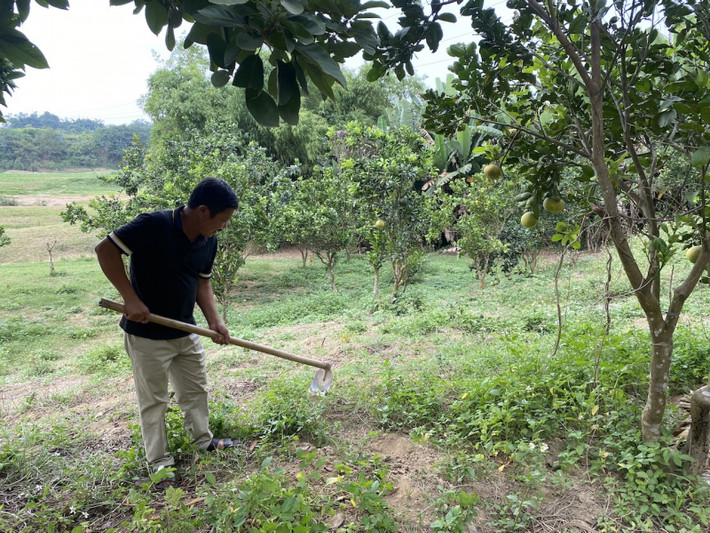 Khu đất thuộc địa bàn phường Nông Tiến, thành phố Tuyên Quang do gia đình ông Trung khai phá và trồng cây từ hàng chục năm nay. Vụ người dân thắng kiện UBND TP Tuyên Quang: Phường Nông Tiến có né tránh trách nhiệm xác nhận nguồn gốc đất và cung cấp thông tin?