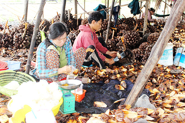 Người dân chẻ cơm dừa nước bán gần Khu du lịch Bò Cạp Vàng, huyện Nhơn Trạch. Nguồn: ITN Người dân chẻ cơm dừa nước bán gần Khu du lịch Bò Cạp Vàng, huyện Nhơn Trạch