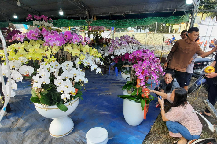 Người dân tham quan và mua hoa lan về trưng bày dịp Tết tại điểm bán hoa tại phường Phước Bình, TP Thủ Đức. Ảnh: Quang Phương. Hàng trăm loại hoa từ các tỉnh tập kết về TP. Hồ Chí Minh cùng khoe sắc dịp Tết Giáp Thìn 2024 -0