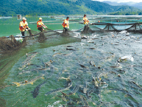 Đầu tư công nghệ và vốn để phát triển nuôi cá nước lạnh ảnh 1 Ảnh minh họa. Nguồn:ITN