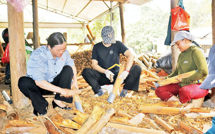Chế biến quế tươi xuất khẩu ở HTX Tâm Hợi, huyện Bảo Thắng, tỉnh Lào Cai. Ảnh: Quốc Hồng Nông dân vùng cao Lào Cai đoàn kết, tự cường -0