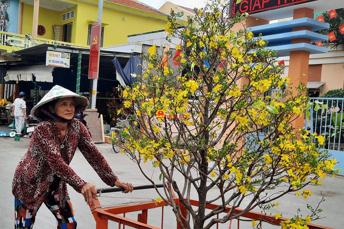 Một phụ nữ vận chuyển cây mai rực rỡ hoa trên tuyến đường của đảo Thạnh An. Ảnh: Quang Phương. Người dân xã đảo duy nhất tại TP. Hồ Chí Minh rộn ràng đón Tết -0