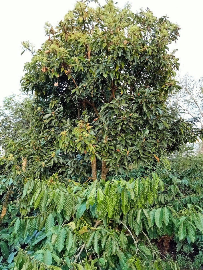 Vườn cà phê trồng xen cây bơ đem lại hiệu quả kinh tế cao Phát triển mô hình cà phê ba tầng sinh thái -0