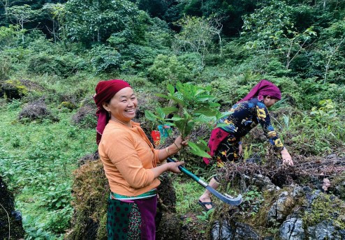 Tạo dựng môi trường thực hành chăm sóc và bảo tồn đa dạng các cây thuốc nhuộm Tạo dựng môi trường thực hành chăm sóc và bảo tồn đa dạng các cây thuốc nhuộm