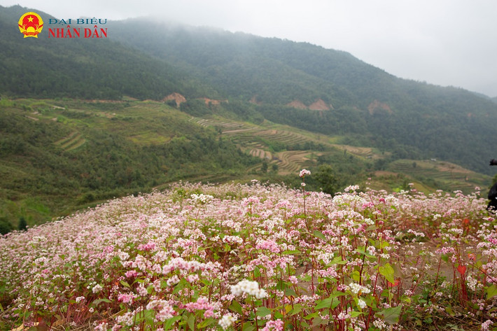 Hà Giang mùa hoa tam giác mạch -2
