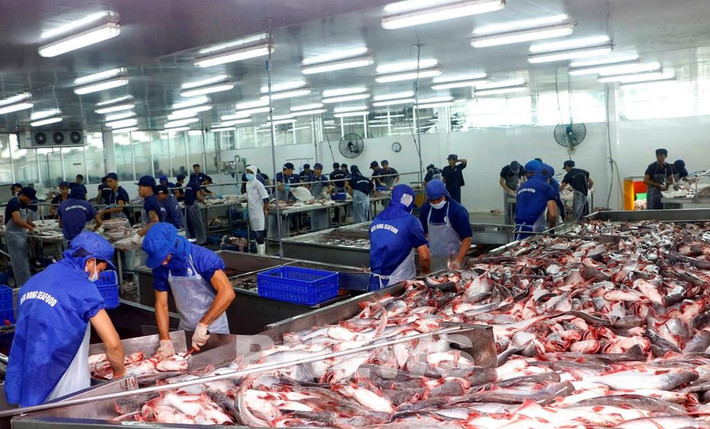 Năm 2022 là một năm được mùa của ngành hàng cá tra Nguồn: ITN Năm 2022 là một năm được mùa của ngành hàng cá tra