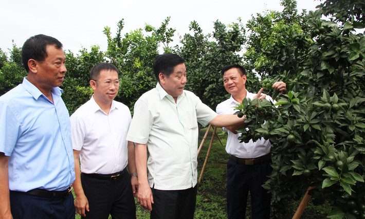 Bí thư Tỉnh ủy Nguyễn Văn Gấu thăm mô hình trồng cam ngọt theo hướng hữu cơ của hộ ông Lê Thanh Định, thôn Hựu, xã Trù Hựu. Ảnh: ITN Bí thư Tỉnh ủy Bắc Giang Nguyễn Văn Gấu thăm một số mô hình sản xuất tại Lục Ngạn -0