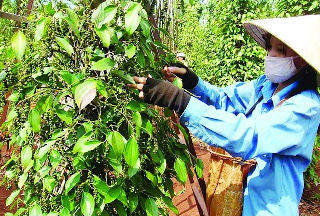 Tăng cường bón phân NPK chuyên dùng phù hợp cho hồ tiêu để tăng khả năng cho cây ra hoa tập trung, đậu quả hiệu quả Tăng khả năng ra hoa, đậu quả cho cây hồ tiêu -0