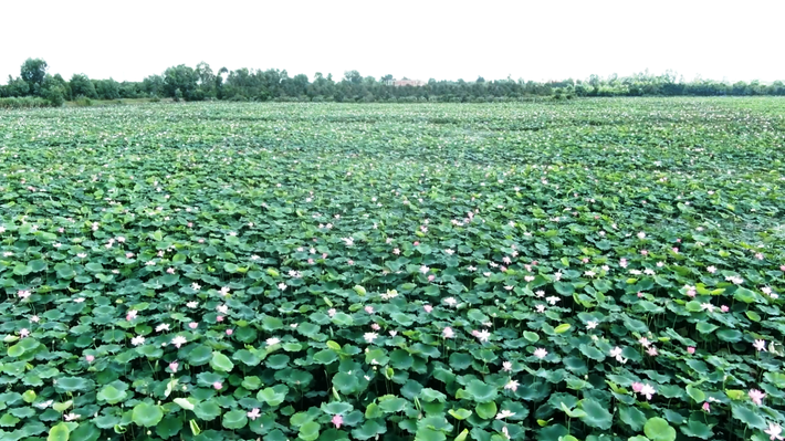 Ngắm những cánh đồng sen rực hồng tại Đồng Tháp ảnh 7 Tháng năm về, ngắm cánh đồng sen rực hồng tại Đồng Tháp -0