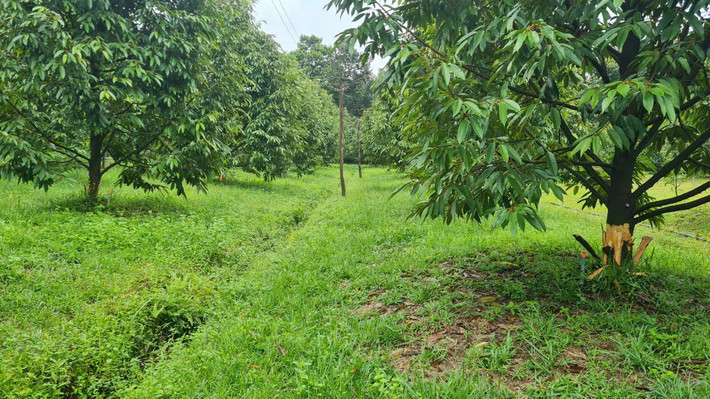 Hàng chục cây sầu riêng đang thu hoạch bị đẽo gốc, phá hoại Lâm Đồng: Hàng chục cây sầu riêng đang thu hoạch bị cạo trắng gốc -0