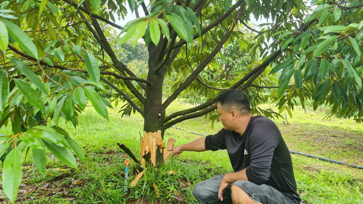 Vườn sầu riêng bị kẻ xấu phá hoại Lâm Đồng: Hàng chục cây sầu riêng đang thu hoạch bị cạo trắng gốc -0