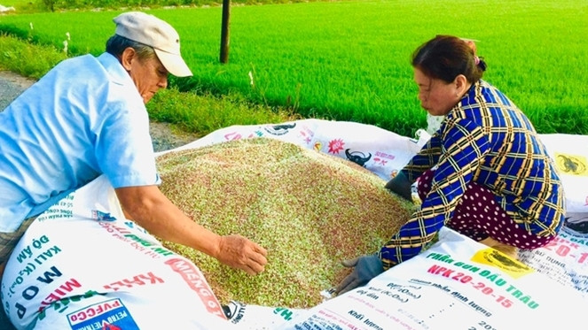 Giá phân bón tăng mạnh khiến nông dân lao đao Giá phân bón tăng mạnh khiến nông dân lao đao