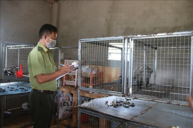 Cán bộ Hạt Kiểm lâm Châu Đức, Bà Rịa – Vũng Tàu kiểm tra cơ sở gây nuôi động vật hoang dã cầy vòi hương trên địa bàn. Ảnh: TTXVN Cán bộ Hạt Kiểm lâm Châu Đức, Bà Rịa – Vũng Tàu kiểm tra cơ sở gây nuôi động vật hoang dã cầy vòi hương trên địa bàn. Ảnh: TTXVN