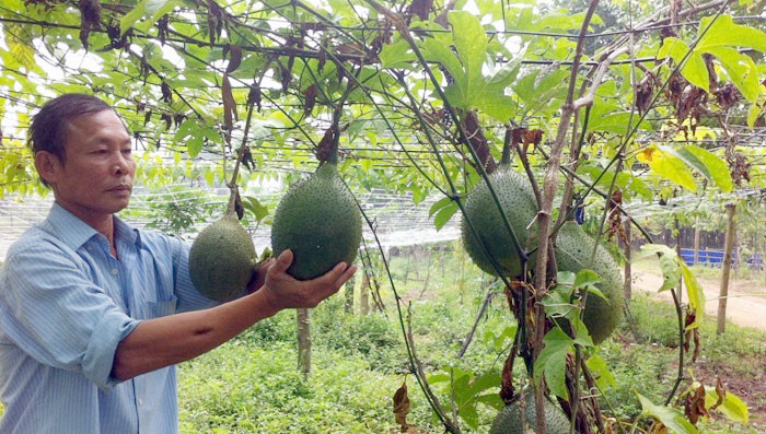 Nhiều mô hình kinh tế mang lại hiệu quả cao trên địa bàn thị xã Sơn Tây, Hà Nội. Ảnh: Tường Vy Nhiều mô hình kinh tế mang lại hiệu quả cao trên địa bàn thị xã Sơn Tây, Hà Nội. Ảnh: Tường Vy