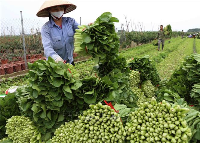Các HTX trên địa bàn tỉnh Sơn La hiện đang triển khai gần 210 chuỗi cung ứng nông sản, thủy sản an toàn Tháo gỡ khó khăn trong hoạt động của kinh tế tập thể, hợp tác xã -0