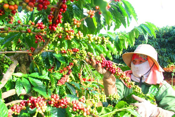 Phân bón Đầu Trâu mùa mưa bón cho cây cà phê vào giữa và cuối mùa mưa với khối lượng 600 - 800kg/ha/lần Phân bón Đầu Trâu mùa mưa bón cho cây cà phê vào giữa và cuối mùa mưa với khối lượng 600-800kg/ha/lần