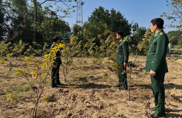 Mô hình vườn cây kiểu mẫu. Ảnh: NT Đồn biên phòng cửa khẩu cảng Vạn Gia: Công tác tuyên truyền phổ biển pháp luật nhiều hình thức mới, sáng tạo -0