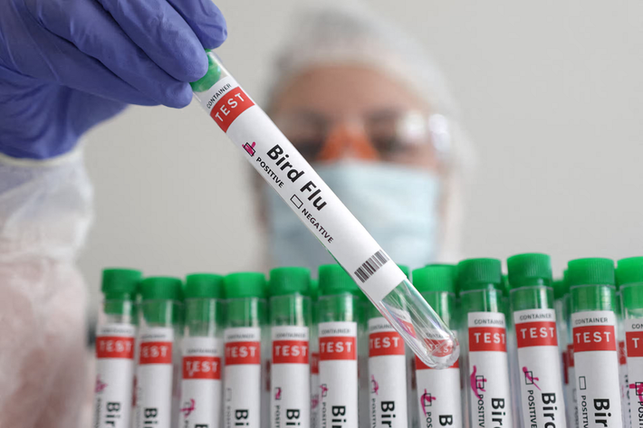 Ảnh: Reuters WHO xác nhận ca tử vong vì cúm gia cầm H5N2 đầu tiên ở người -0