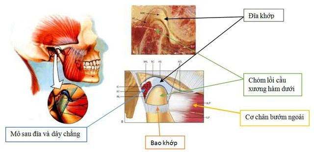Cơ chế hoạt động của thái dương hàm(Ảnh: BVCC) Bác sĩ cảnh báo một số thói quen dẫn đến rối loạn khớp thái dương hàm -0