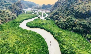 Rừng ngập mặn ở Cát Bà, Hải Phòng. Ảnh: itn
