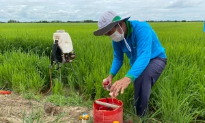 Sử dụng phân bón, thuốc bảo vệ thực vật thế nào để cây trồng khỏe, năng suất cao?