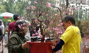 TP. Hồ Chí Minh: Chợ hoa Tết công viên Gia Định rực rỡ sắc xuân ngày cuối năm