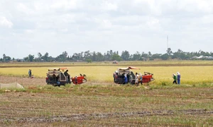 Long An: Công ty Đồng Tháp I tồn đọng hàng loạt sai phạm trước khi bị giải thể