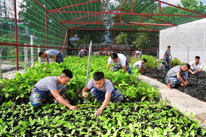 Cán bộ, chiến sĩ đảo Sơn Ca Chăm sóc cây xanh tại vườn ươm. Ảnh: Thanh Hoàng z6338890231572-c050fb54b972b4a8b11628b9d22ecd54.jpg