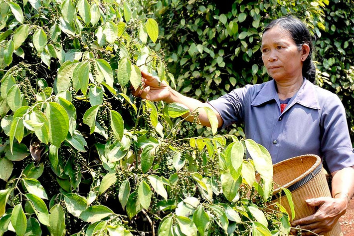 Nông dân thu hoạch hồ tiêu. Nguồn: ITN ảnh bài 3.jpg