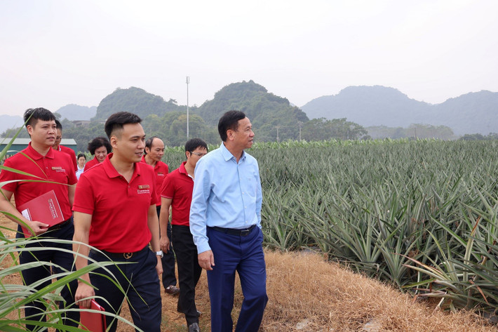Ông Đinh Cao Khuê, Chủ tịch HĐQT kiêm Tổng Giám đốc Doveco đưa cán bộ Agribank thăm vùng nguyên liệu dứa Đồng Giao. Ảnh: PV img-9580.jpg
